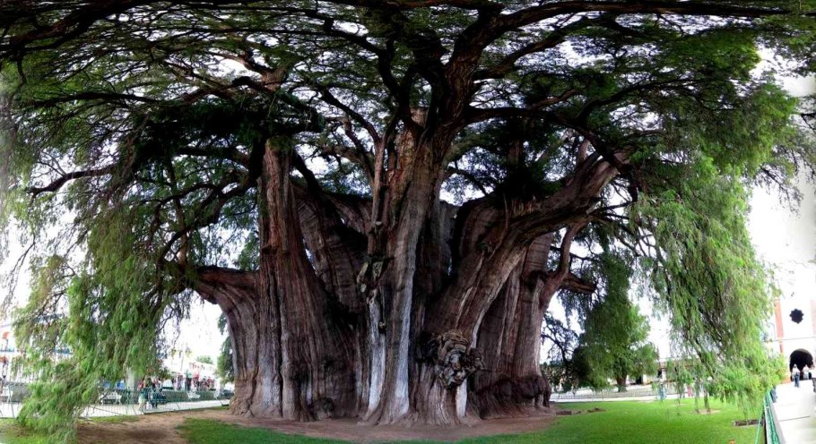 Секвойядендрон генерал Шерман