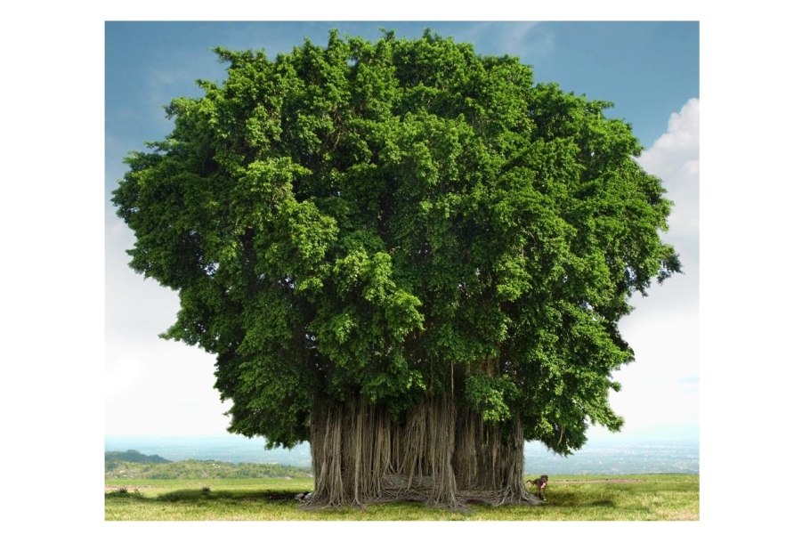 Широкое дерево