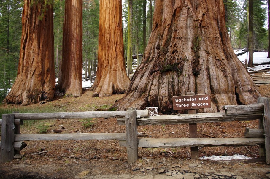 Генерал Шерман самое большое дерево на планете