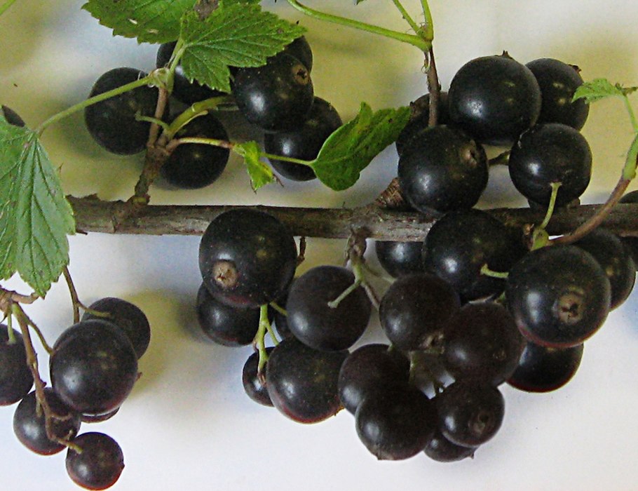 Смородина Шадриха