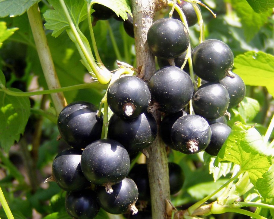 Смородина черная (ribes nigrum l.)