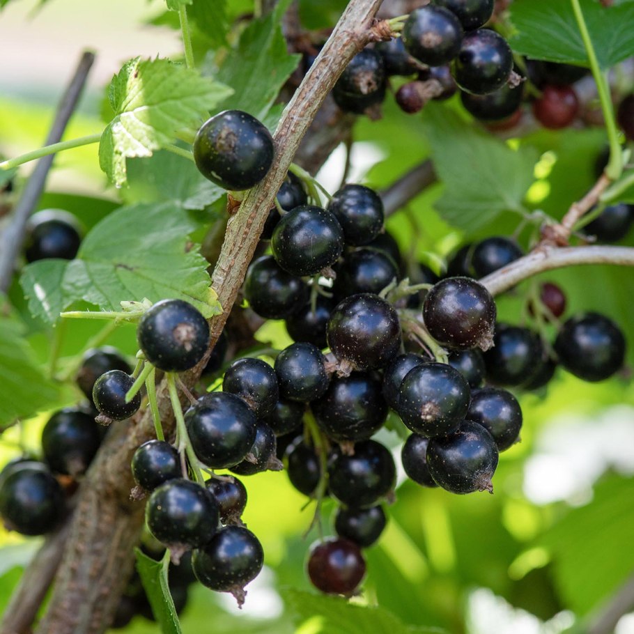 Смородина черная Селеченская