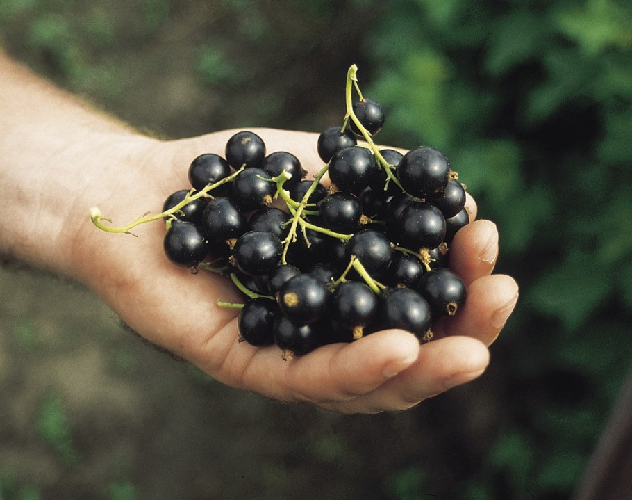 Смородина черная Черешневая