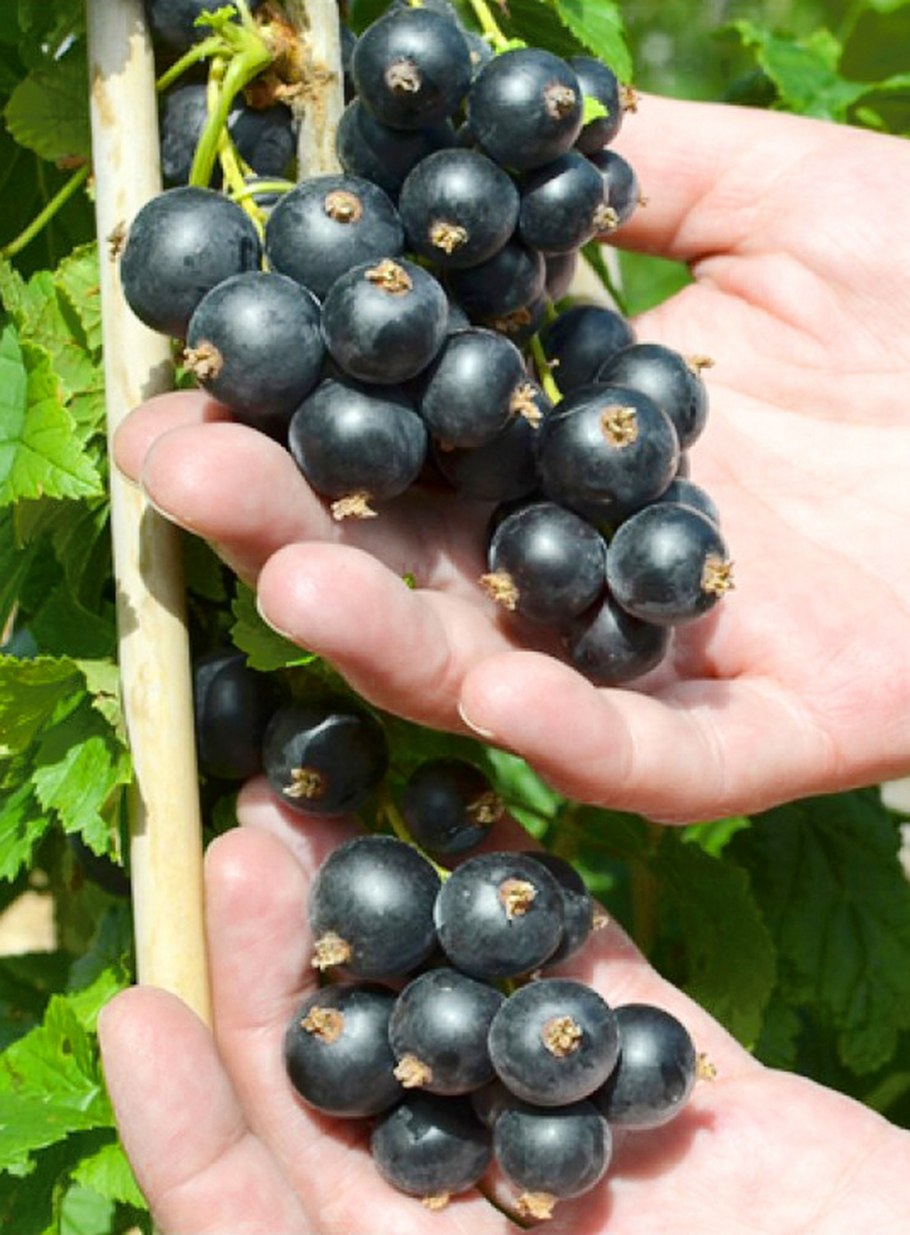 Смородина черная сорт Бинар