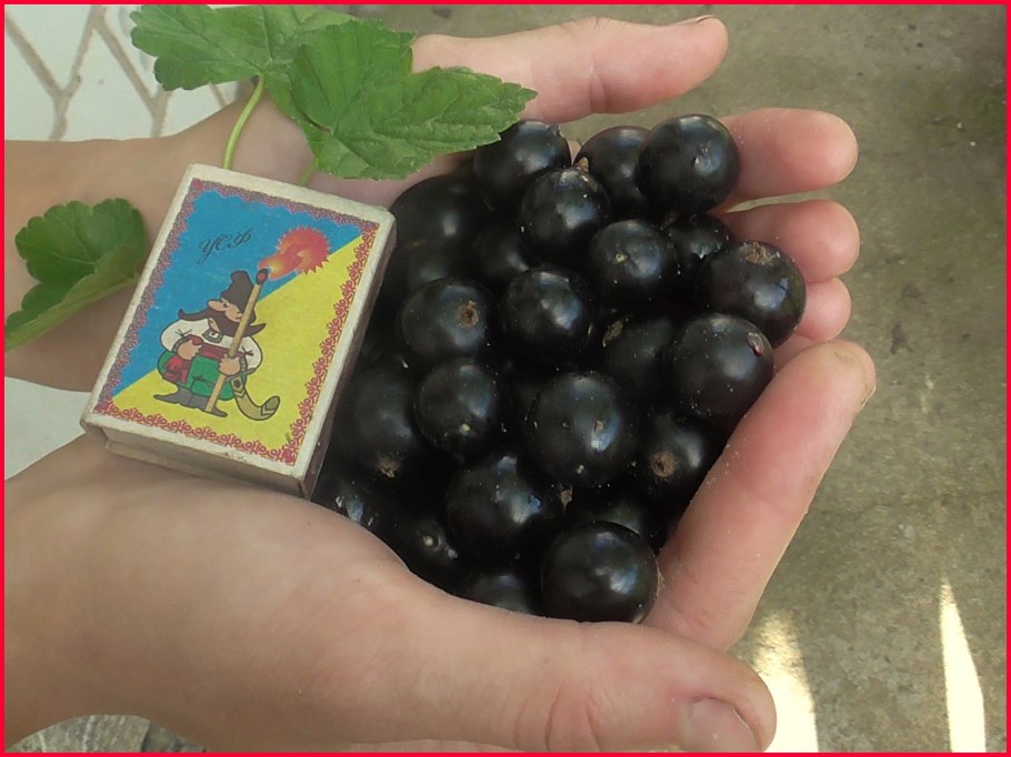 Смородина черная Фортуна