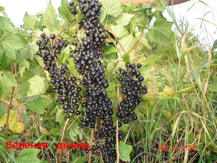 Смородина черная Добрыня