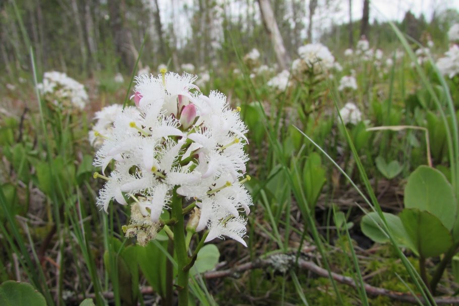 Вахта трехлистная
