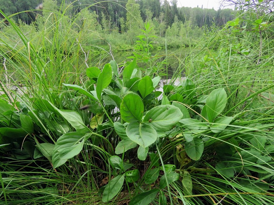 Menyanthes trifoliata