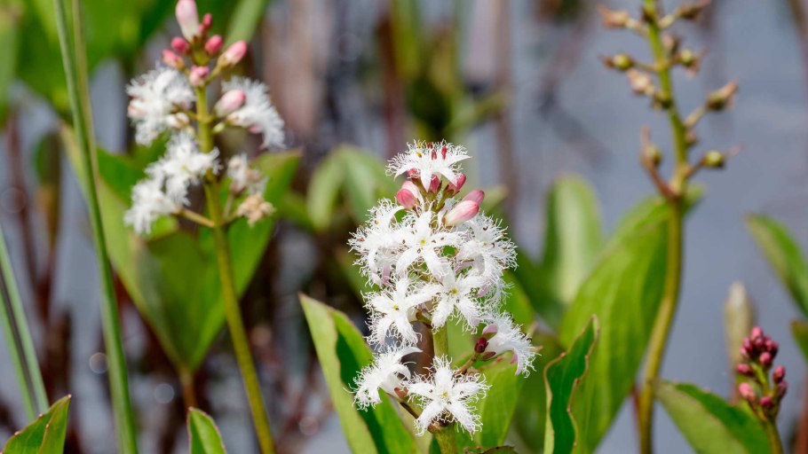 Menyanthes trifoliata
