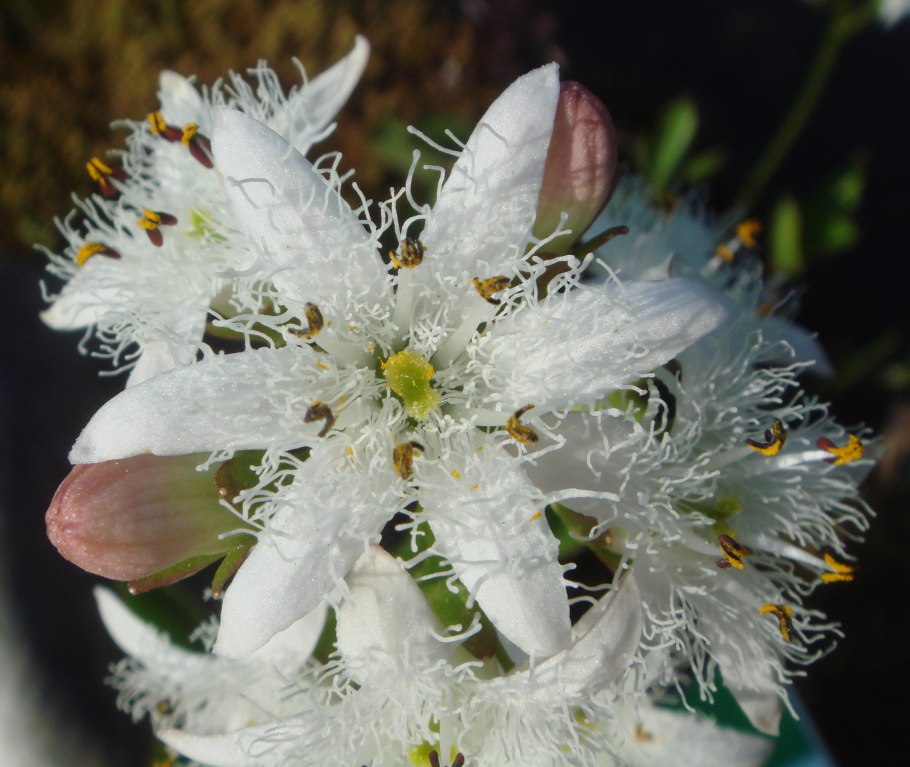 Вахта трехлистная (Menyanthes trifoliata) картины
