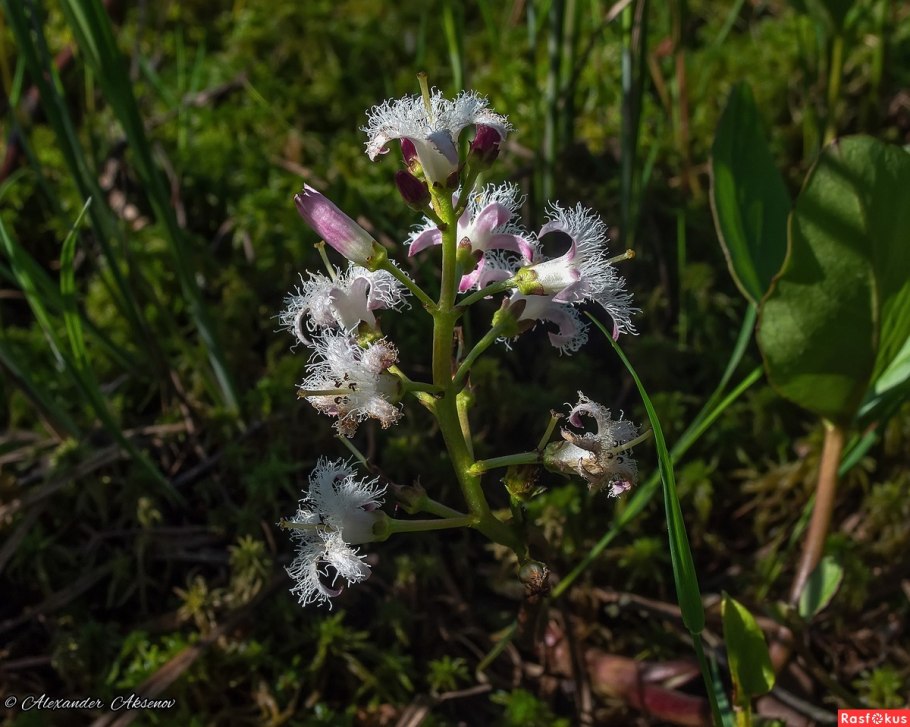 Строколист обыкновенный