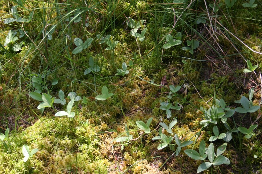 Menyanthes trifoliata