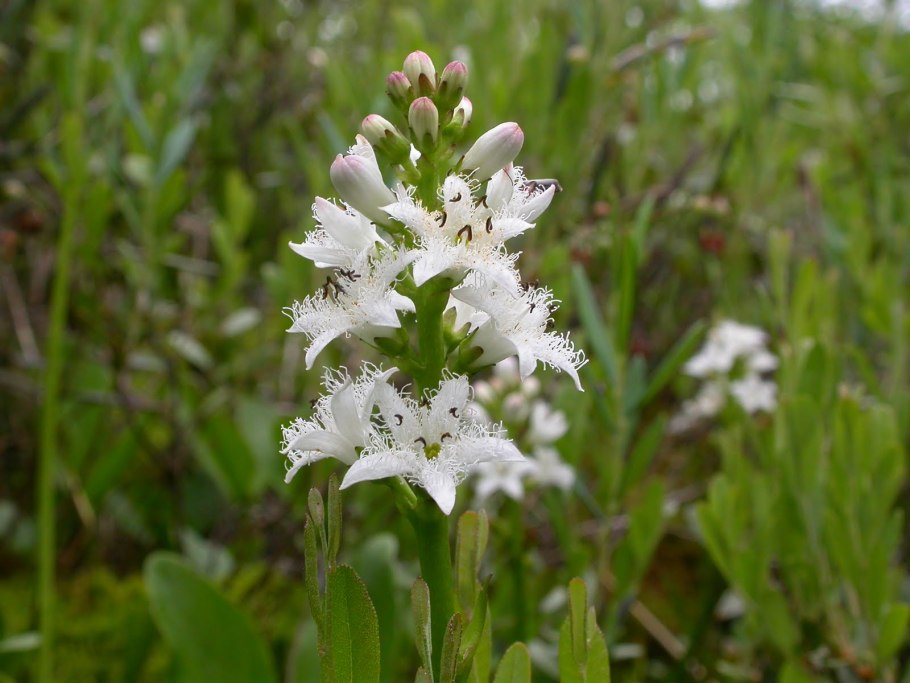 Menyanthaceae семейство