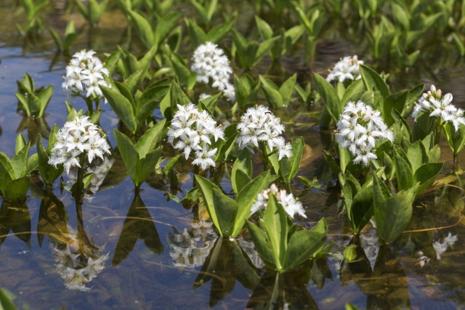 Menyanthes trifoliata Ботанический рисунок