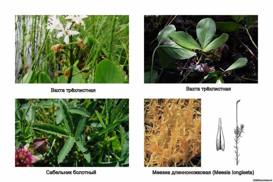 Трифоль вахта трехлистная