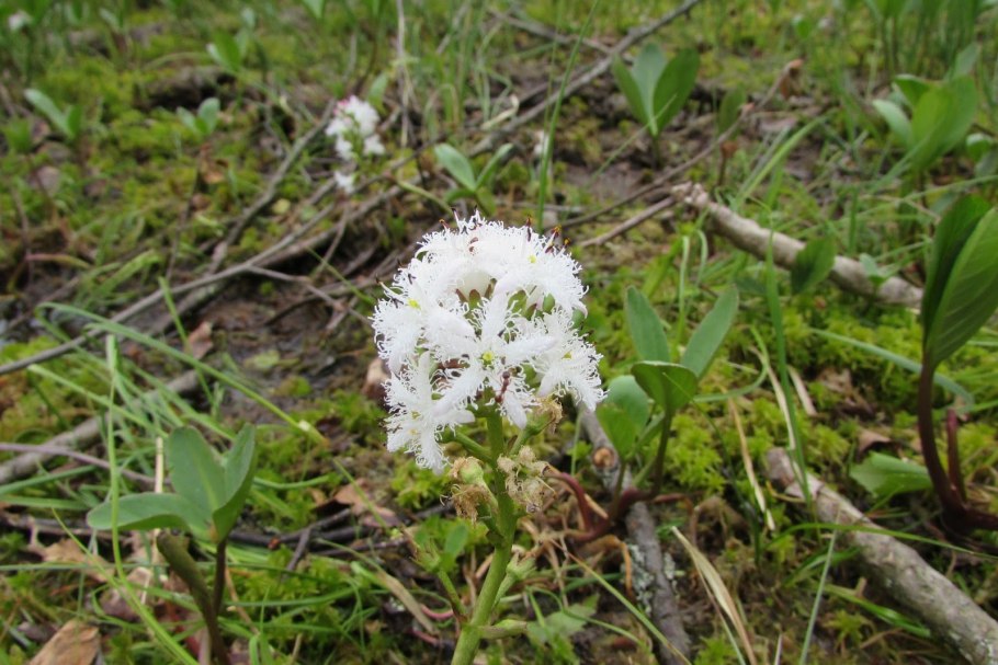 Вахта Menyanthes trifoliata