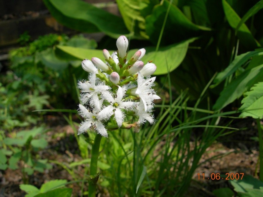 Вахта трехлистная (Menyanthes trifoliata)