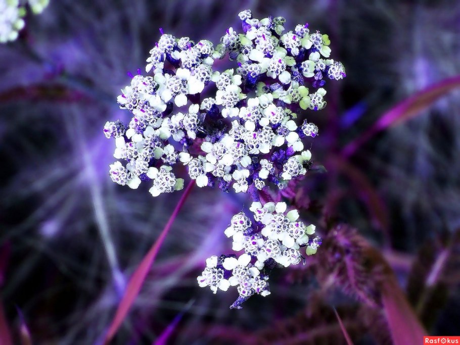 Тысячелистник Cerise Queen