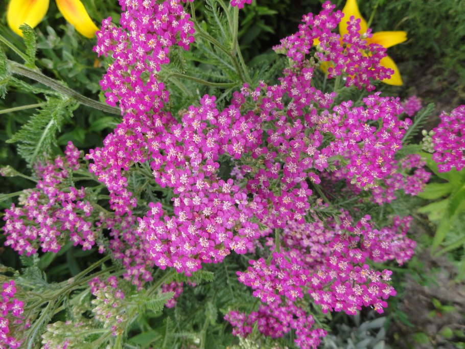 Тысячелистник millefolium Lilac Beauty