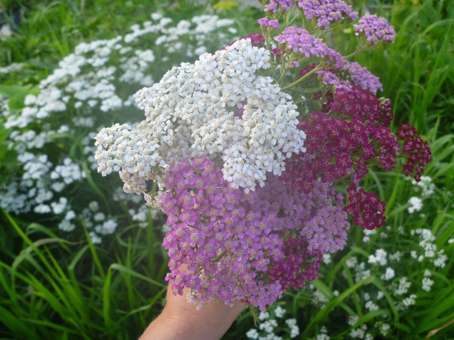 Тысячелистник на клумбе