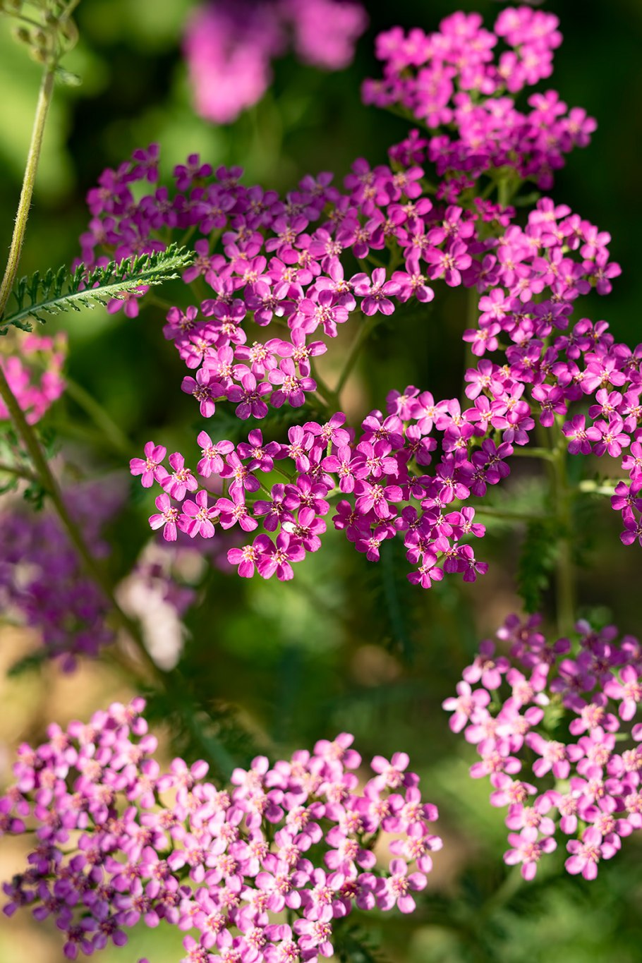 Achillea millefolium розовый