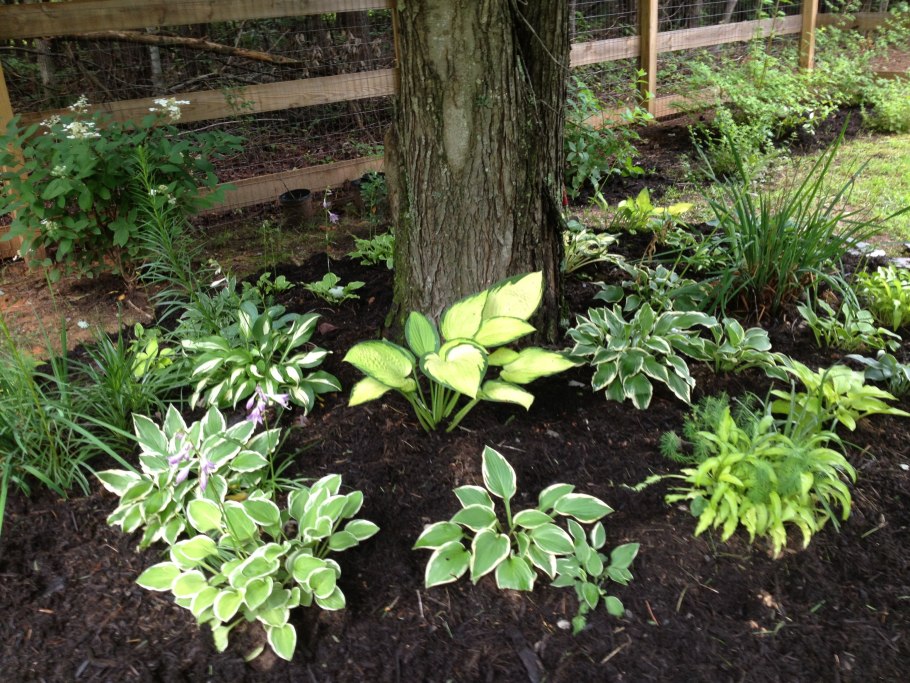 Овощные культуры растущие в тени