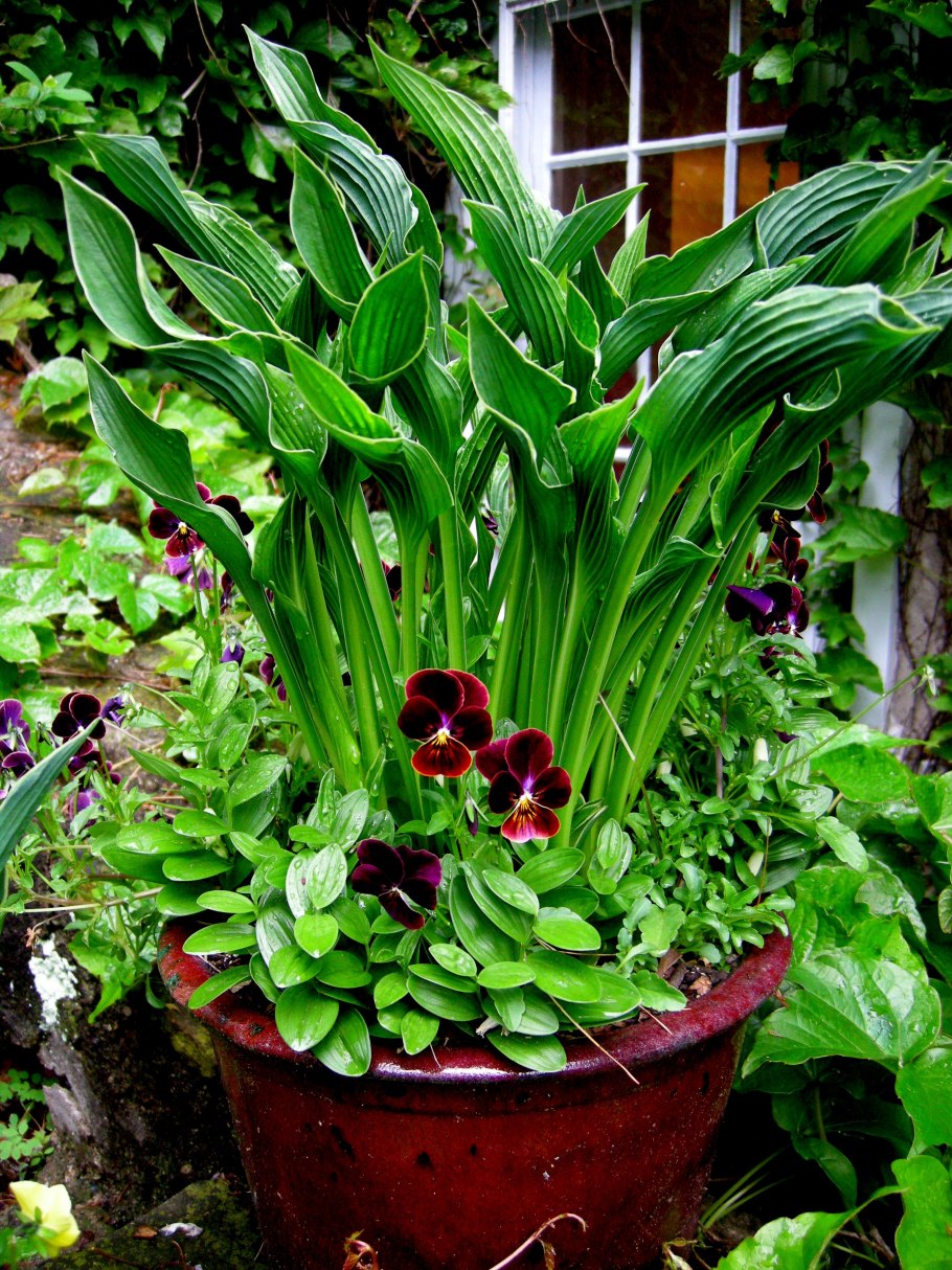 Миксбордер непрерывного цветения многолетников