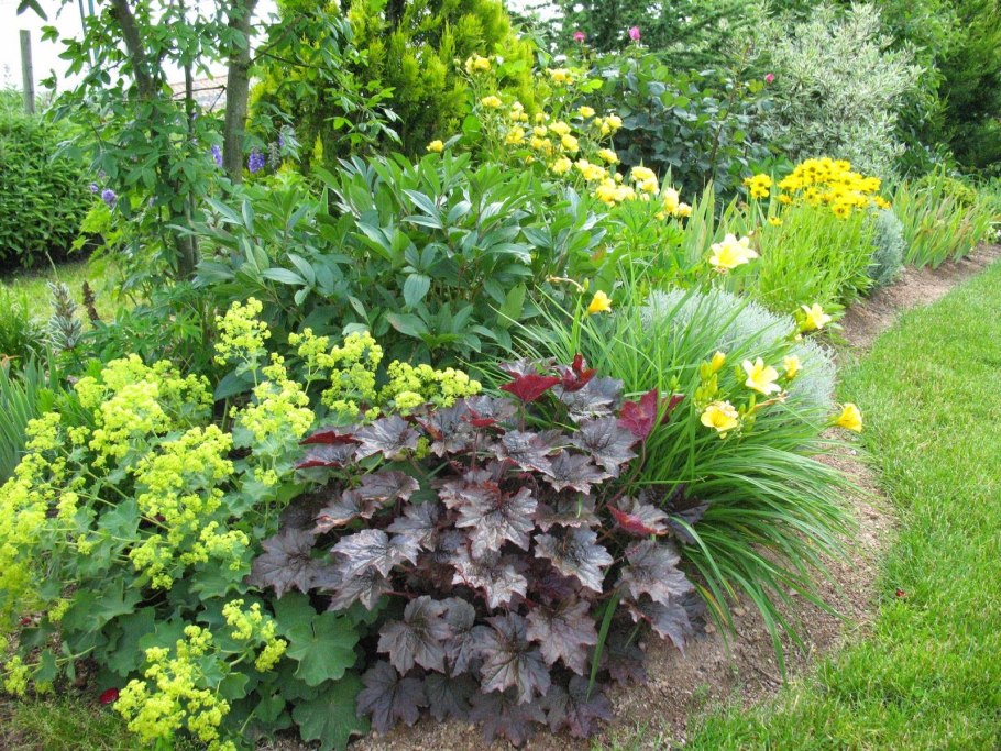Spiraea japonica Anthony Waterer