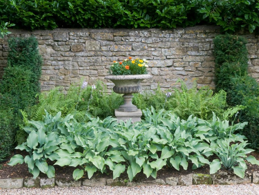 Очиток Видный и Хоста