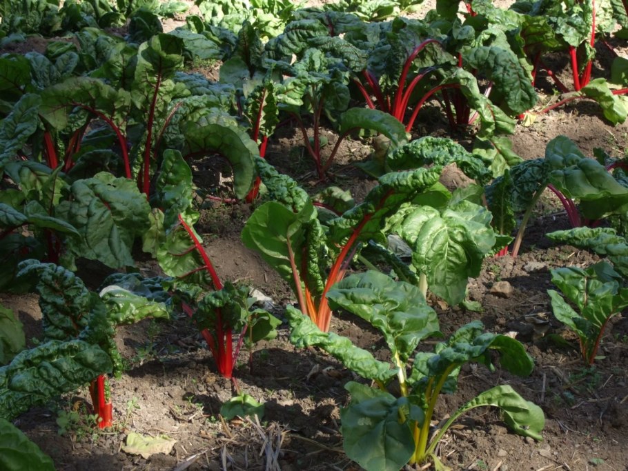 Схема миксбордера непрерывного цветения