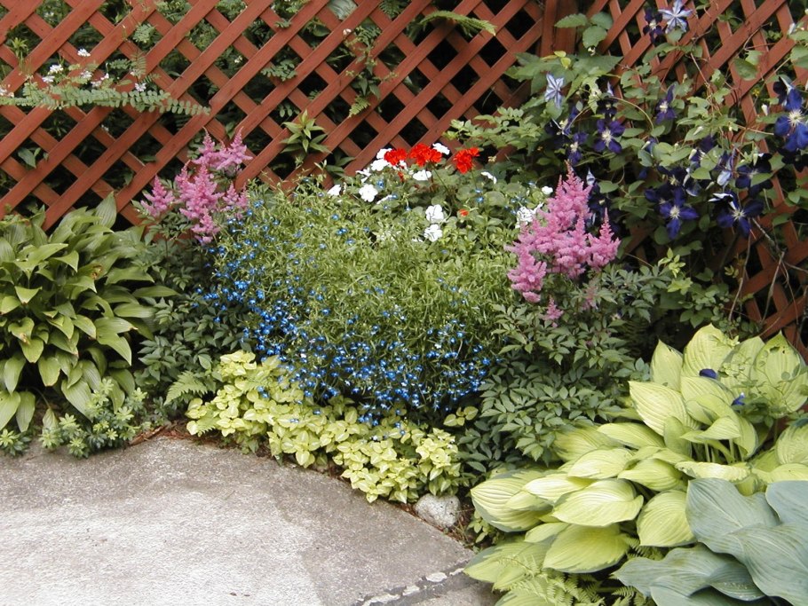 Клумба из хост в полутени