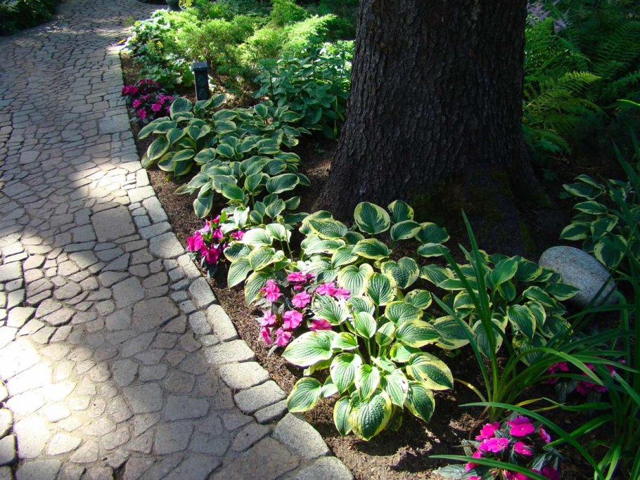 Растения которые растут в тени