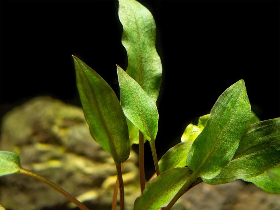 Криптокорина Вендта (Cryptocoryne wendtii)