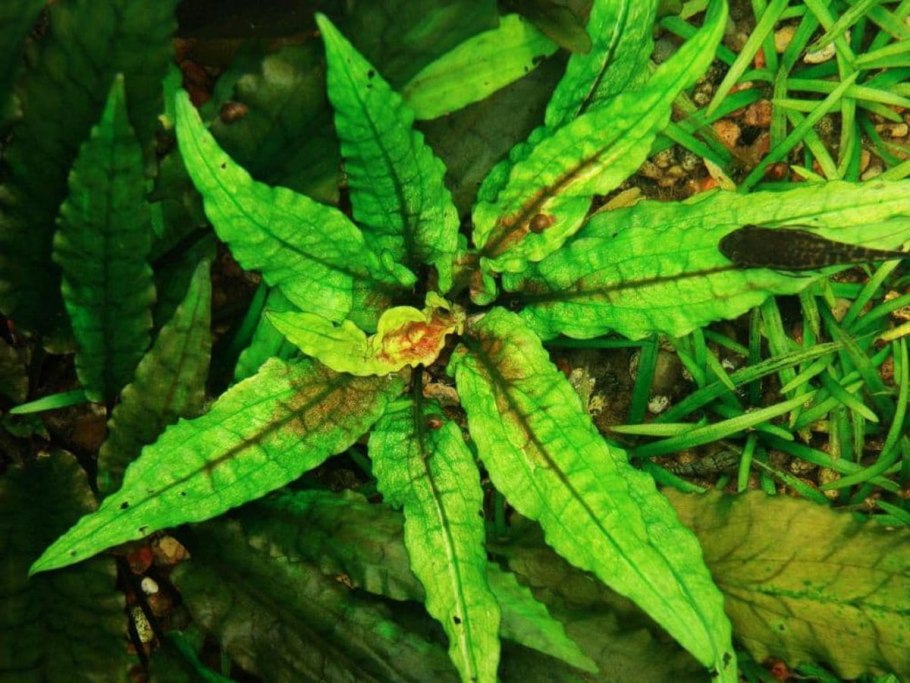 Cryptocoryne spec Flamingo