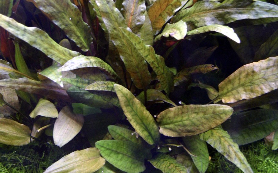 Криптокорина Бласса Cryptocoryne blassii