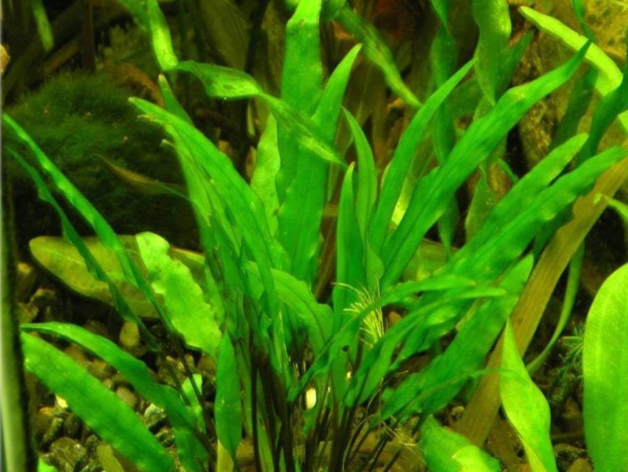 Криптокорина апоногетонолистная (Cryptocoryne aponogetifolia)