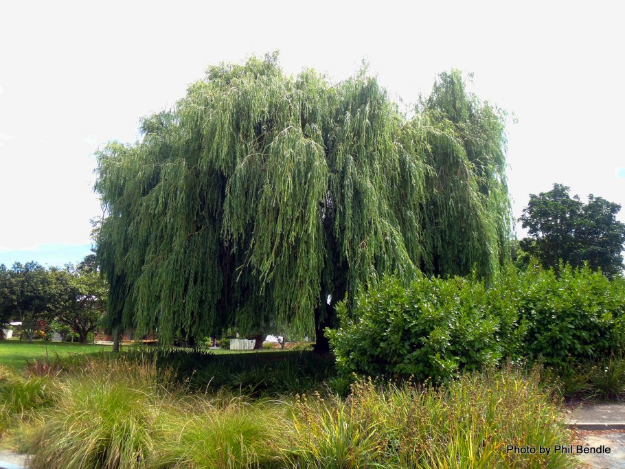 Ива росистая (Salix rorida)