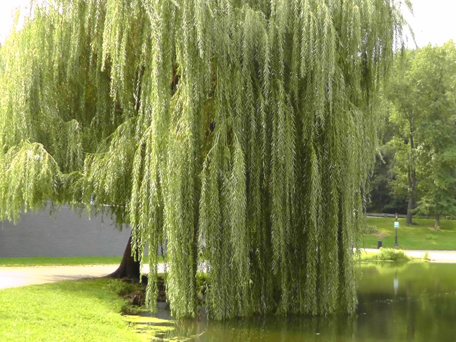 Ива белая (Salix Alba)