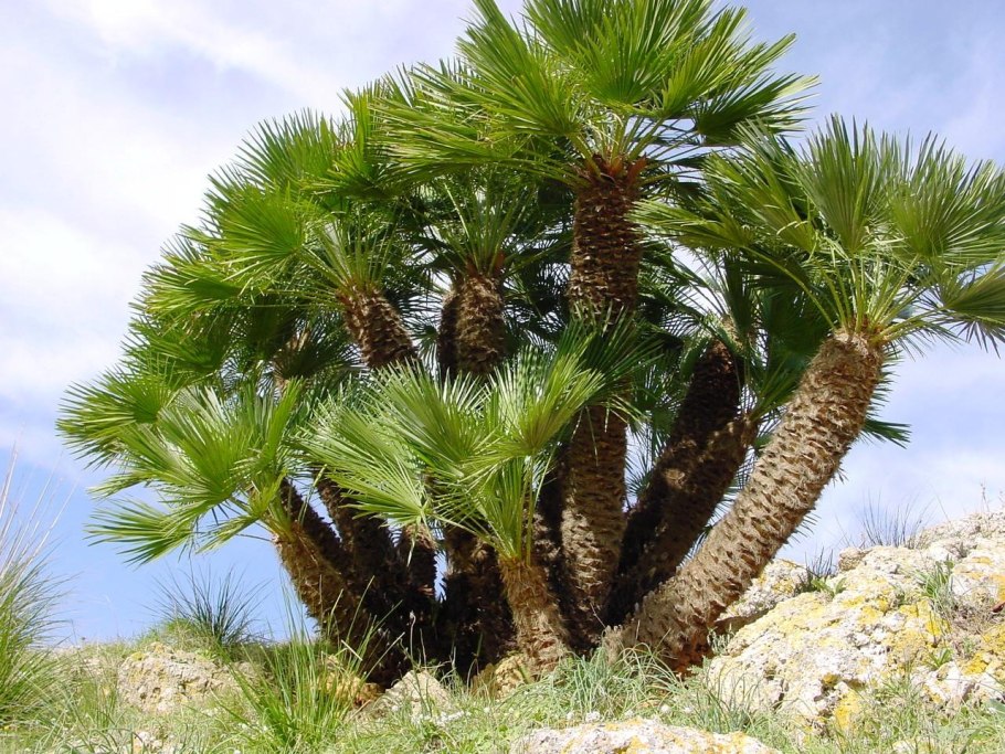 Хамеропс приземистый (Chamaerops humilis)
