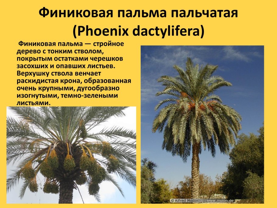 Класс финиковой пальмы