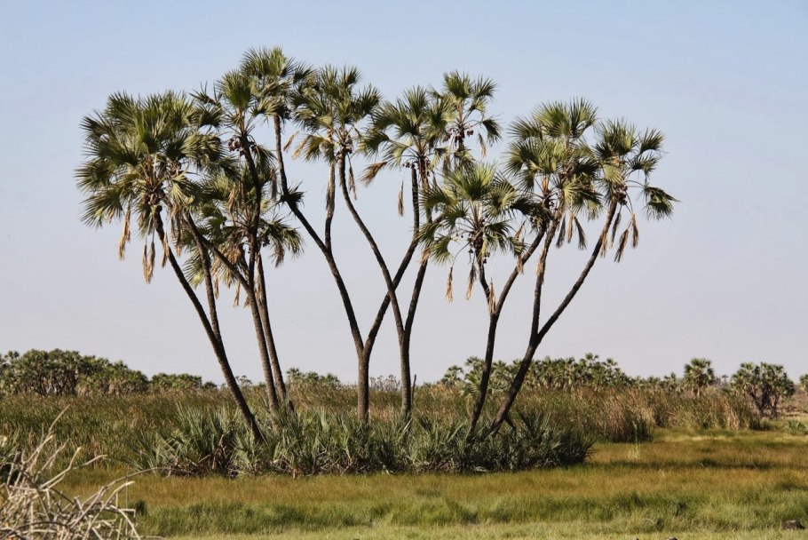Масличная Пальма в саванне