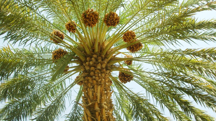 Финиковые пальмы в ОАЭ