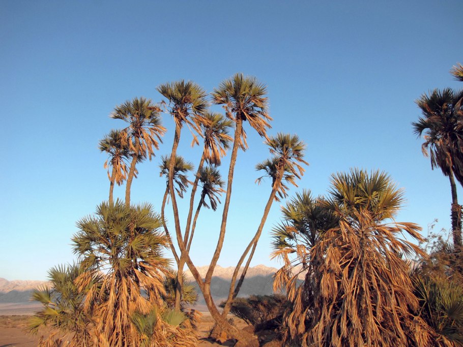 Пальма дум в саванне