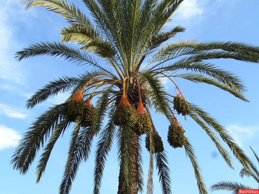 Финиковая Пальма с финиками