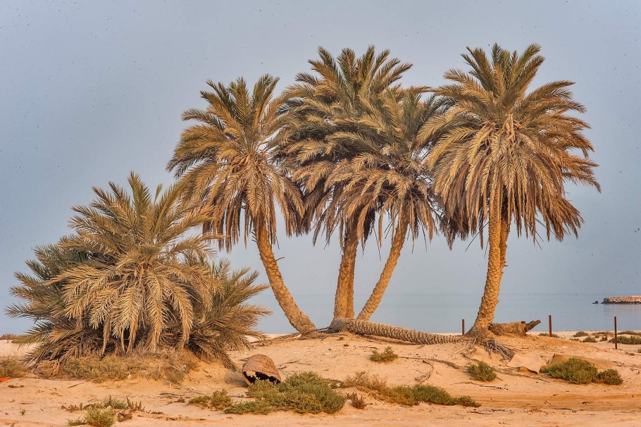 Финиковая Пальма пустыни