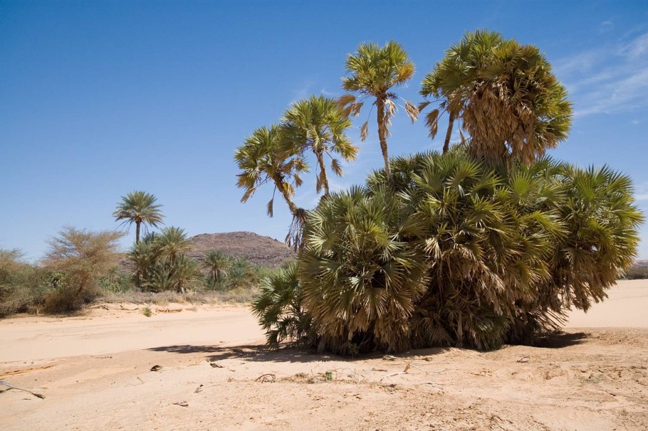 Phoenix canariensis финик Канарский