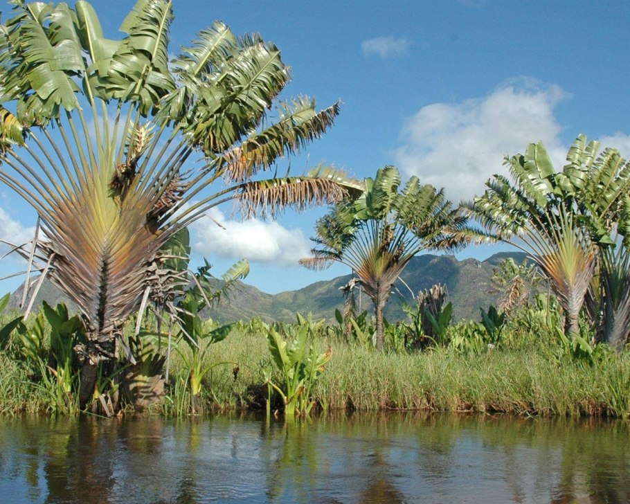 Пальма равенала Мадагаскарская