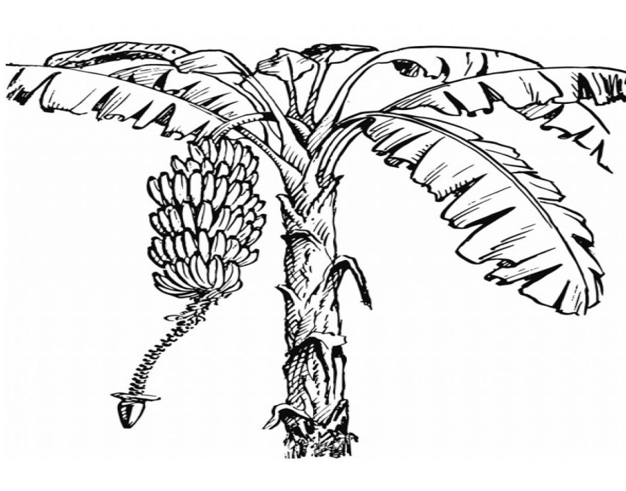 Банановая Пальма раскраска