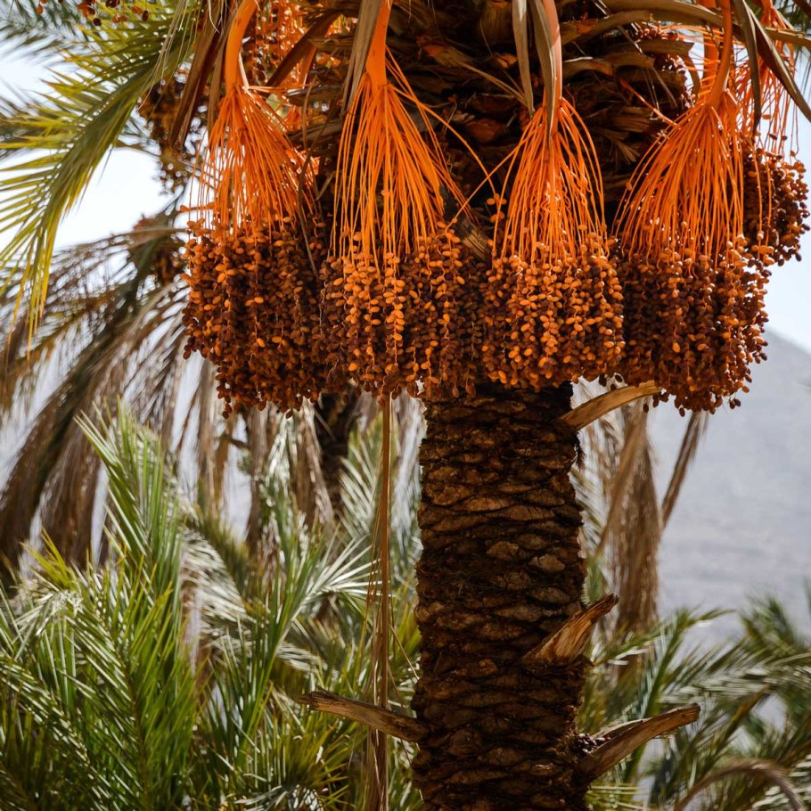 Финиковая Пальма в оазисе