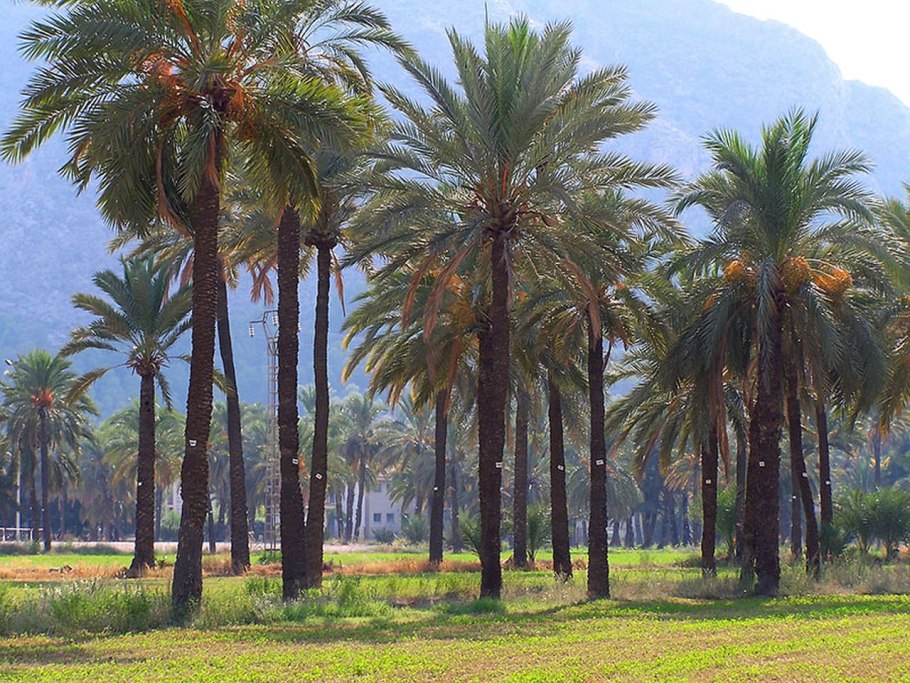 Северная Африка финиковая Пальма